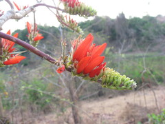 Erythrina suberosa