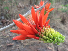 Erythrina suberosa