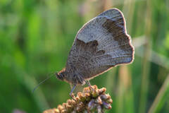Maniola jurtina