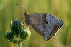 Maniola jurtina