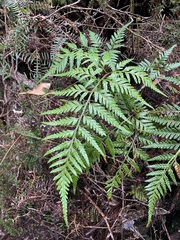 Rumohra adiantiformis