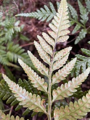 Rumohra adiantiformis