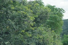 Dalbergia obovata