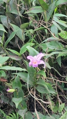 Sobralia macrantha