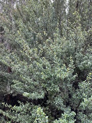 Eucryphia milliganii