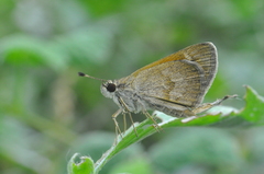 Callimormus saturnus