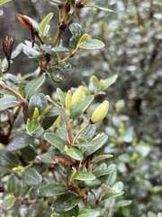 Eucryphia milliganii
