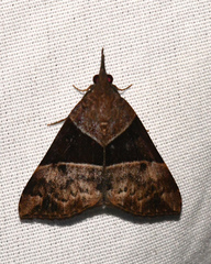 Hypena variabilis