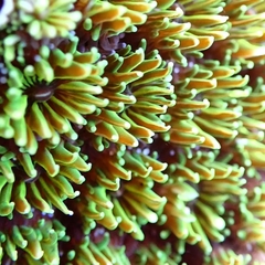 Galaxea fascicularis