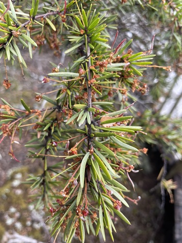 Image of Acacia riceana by (c) Matt Berger, some rights reserved (CC BY)