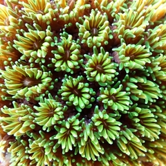 Galaxea fascicularis