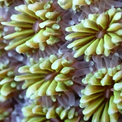 Galaxea fascicularis