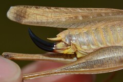 Platycleis falx laticauda