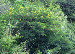 Vachellia karroo