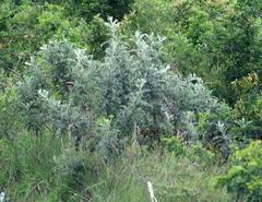 Berkheya bipinnatifida