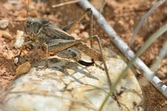 Platycleis falx laticauda