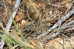 Platycleis falx laticauda
