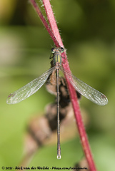 Chalcolestes parvidens