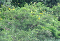 Vachellia karroo
