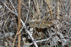 Platycleis falx laticauda