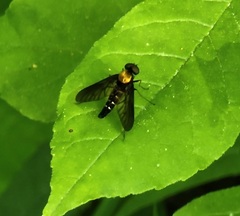 Chrysopilus thoracicus