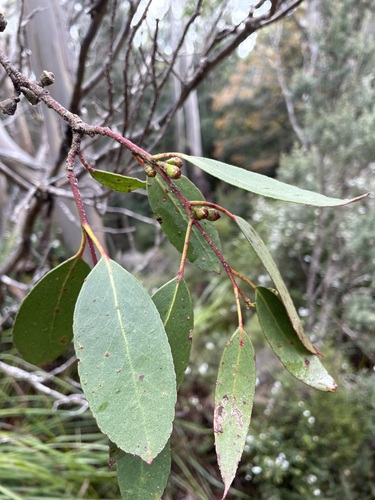 Image of Eucalyptus johnstonii by (c) Matt Berger, some rights reserved (CC BY)