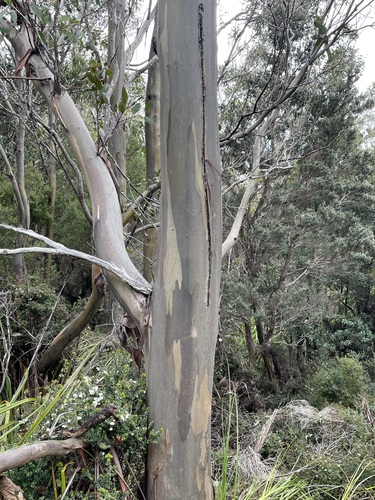 Image of Eucalyptus johnstonii by (c) Matt Berger, some rights reserved (CC BY)
