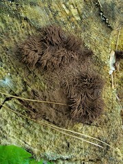 Stemonitis