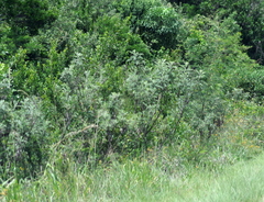 Berkheya bipinnatifida