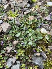 Viola fuscoviolacea