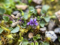 Viola fuscoviolacea