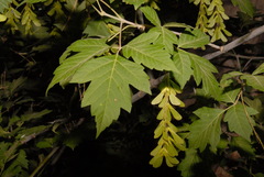 Acer negundo negundo