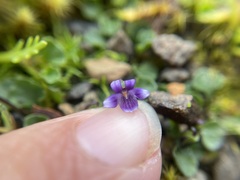 Viola fuscoviolacea