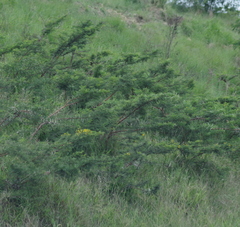Vachellia karroo