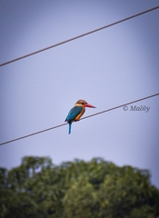 Pelargopsis capensis