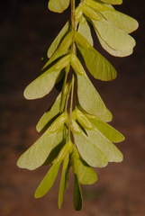 Acer negundo negundo