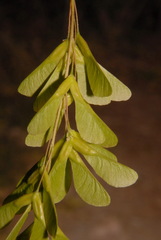 Acer negundo negundo