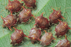 Elasmucha truncatula