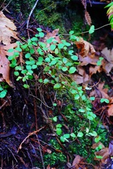 Symphoricarpos mollis