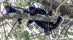 Alouatta pigra