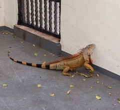 Iguana iguana