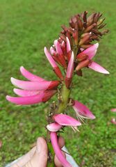 Erythrina amazonica