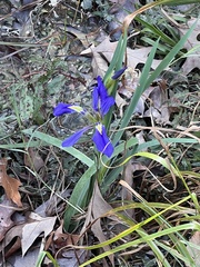 Iris brevicaulis