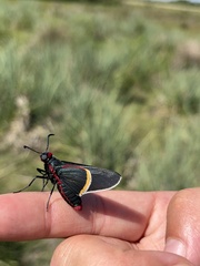 Mysoria barcastus