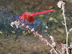 Dythemis maya