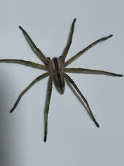 Pseudomicrommata longipes