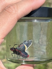 Mysoria barcastus