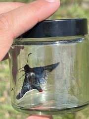 Mysoria barcastus