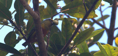 Euphonia gouldi