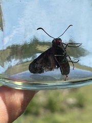 Mysoria barcastus